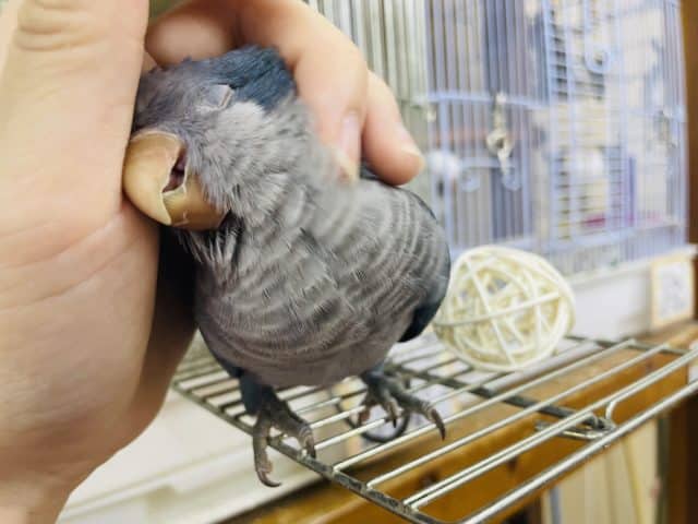 オキナインコ