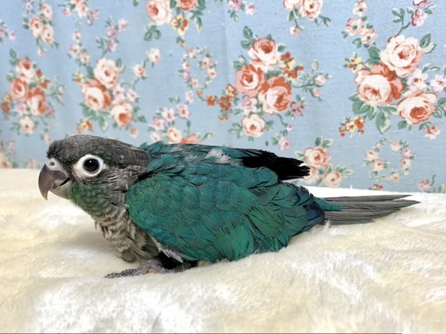 ホオミドリウロコインコ