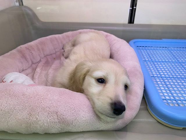 ミニチュアダックス