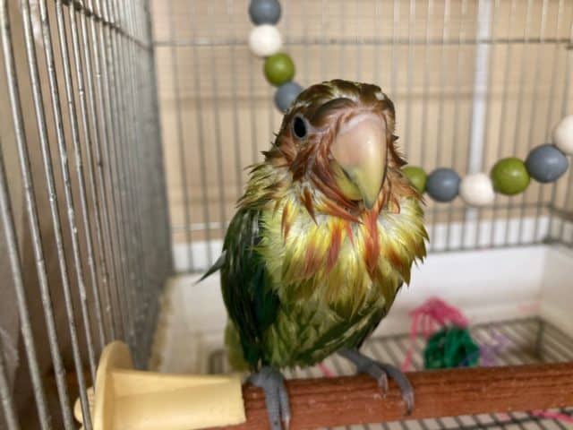 コザクラインコ（小桜インコ）