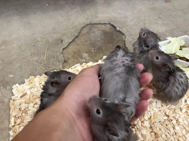 長毛カラーハムスター