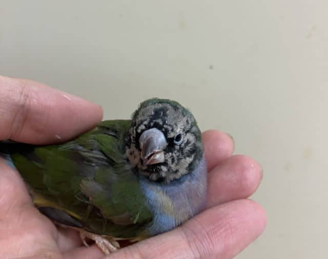 注目です!!最新画像になります!ヒナ限定!口元に光る青いダイヤモンド!!コキン鳥ヒナ来ましたよ〜 コキンチョウ