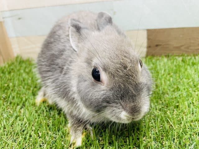 ネザーランドドワーフ