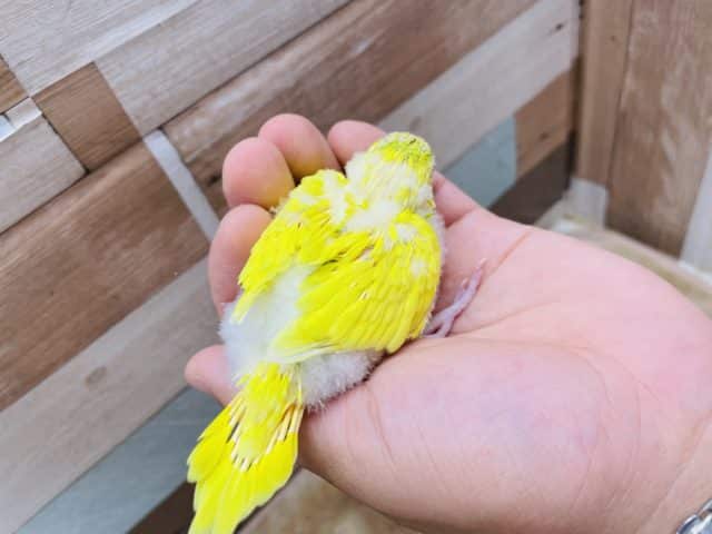 セキセイインコ