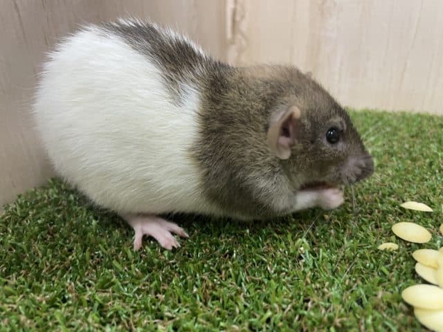 ファンシーラット