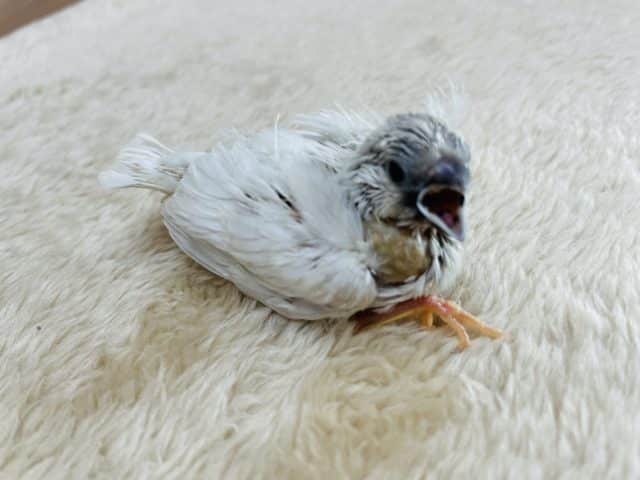 錦花鳥（キンカチョウ）