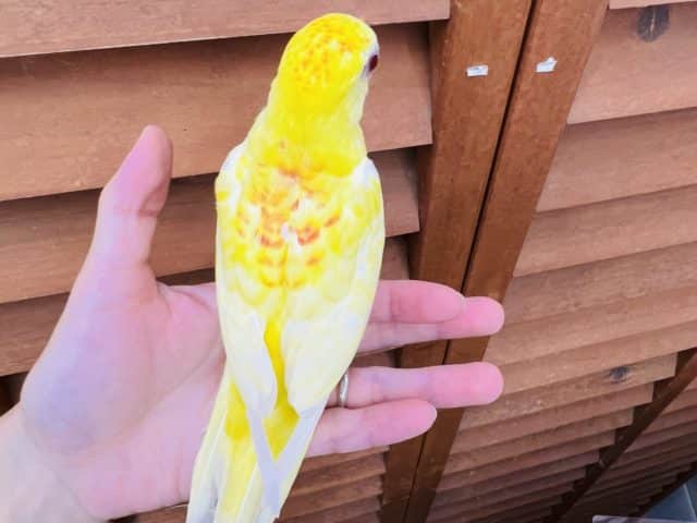 ビセイインコ（美声インコ）