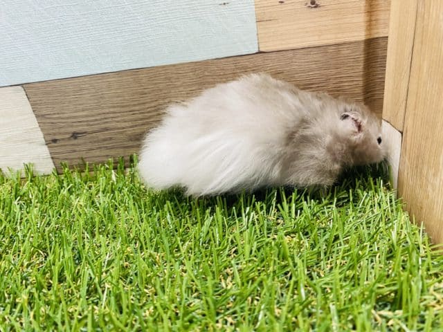 白い縁取り!!人気の高いセーブルハムスター男の子やって来ました♪ ゴールデンハムスター