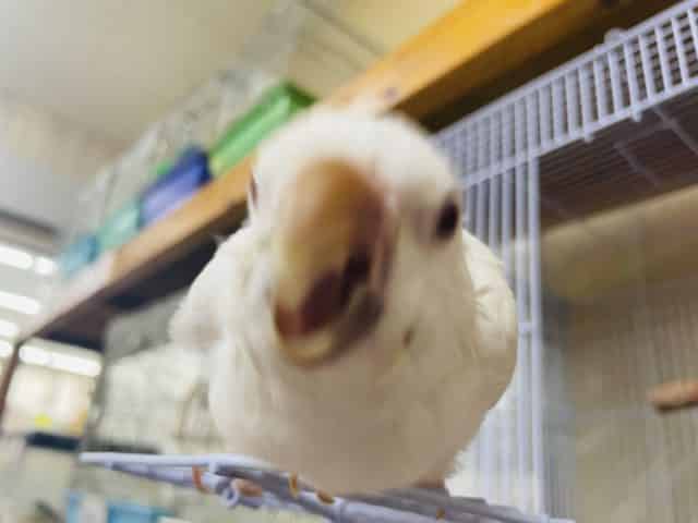 オキナインコ