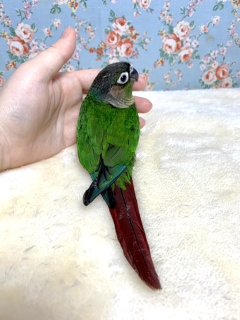 ホオミドリウロコインコ