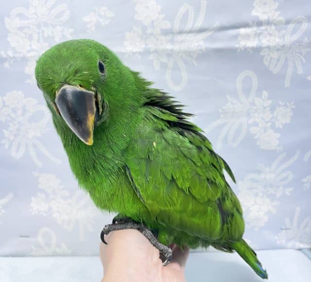 オオハナインコ