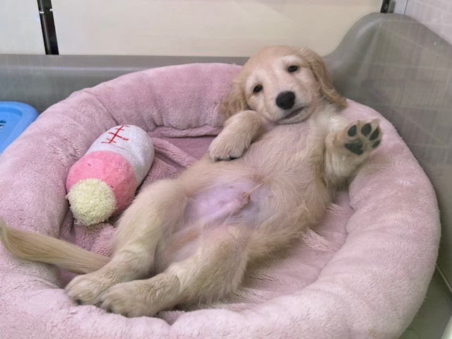 ミニチュアダックス