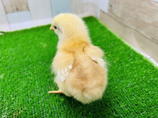 ボリスブラウン