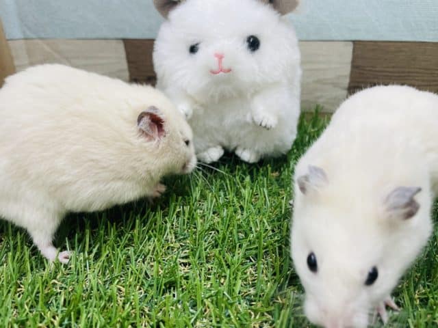 ゴールデンハムスター