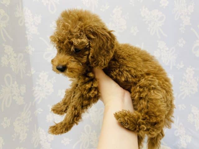 トイプードル