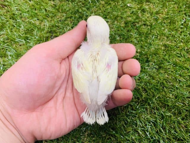 コザクラインコ（小桜インコ）