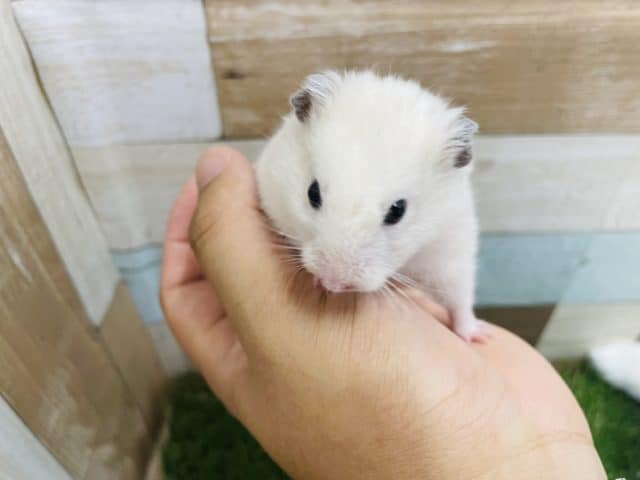 ゴールデンハムスター