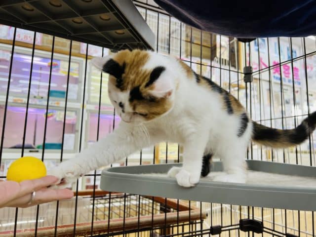 スコティッシュフォールド