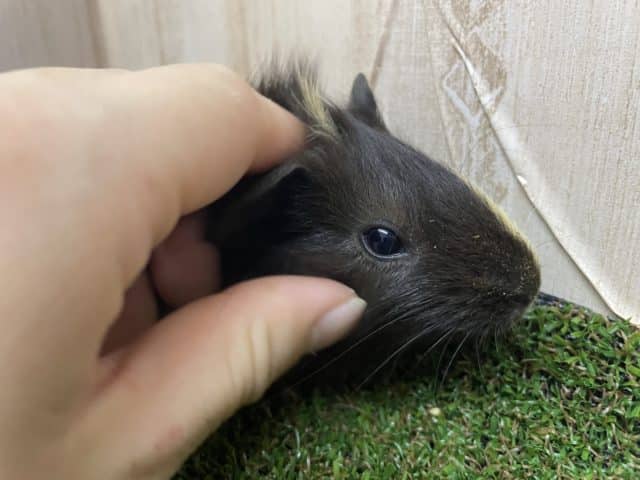 アビシニアンモルモット