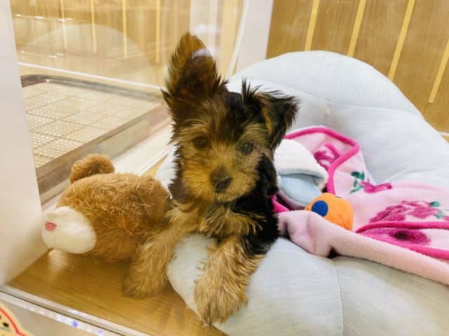 ヨークシャテリア