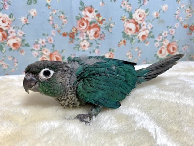 ウロコインコ ブルー💙 8/14 ホオミドリウロコインコ