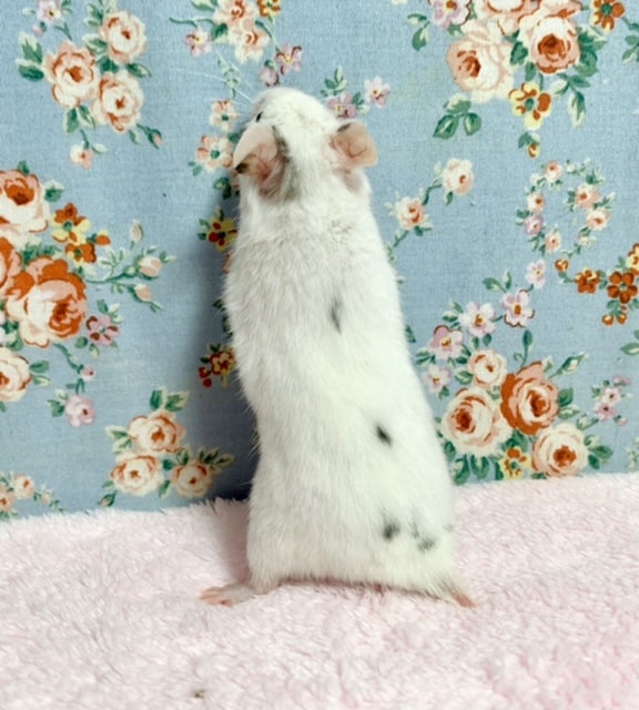 カラーハムスター