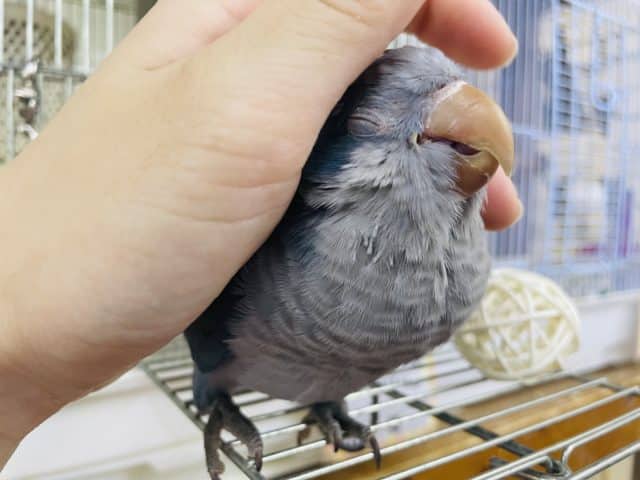 オキナインコ