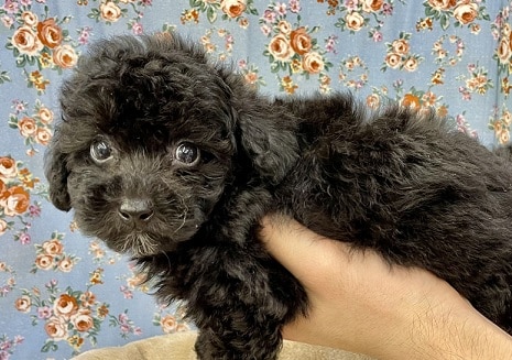 チャームポイントは胸の白!! トイプードルの男のコ 2022.8/27撮影 トイプードル