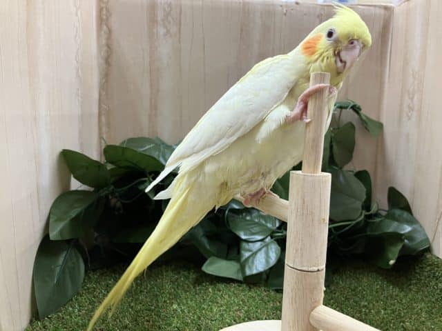 オカメインコ