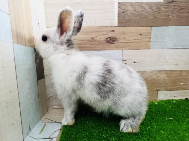 ミニウサギ