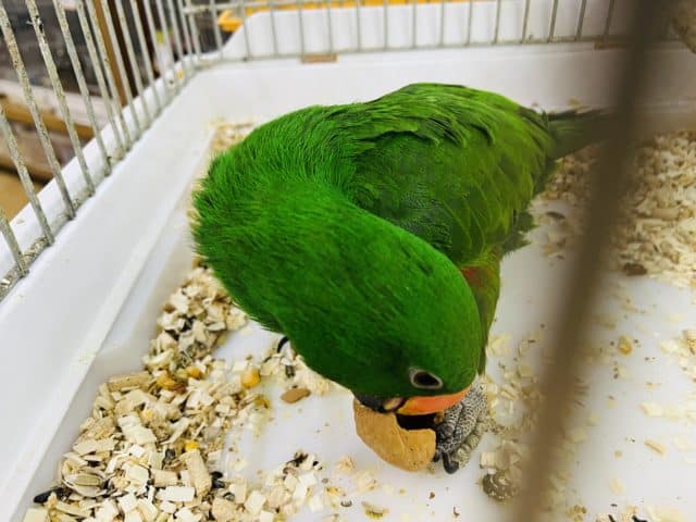 オオハナインコ
