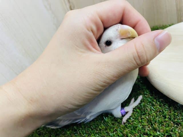 コザクラインコ（小桜インコ）