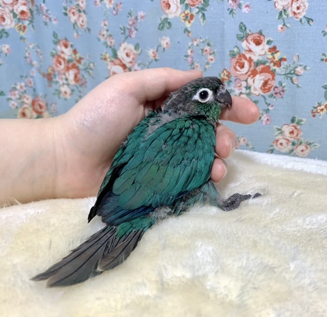 ホオミドリウロコインコ