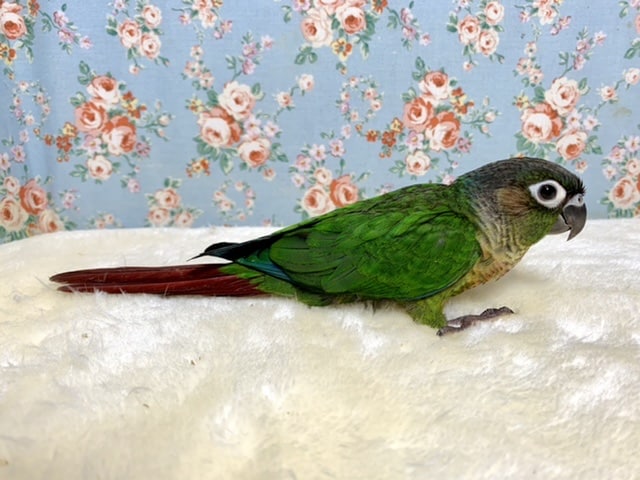 ホオミドリウロコインコ