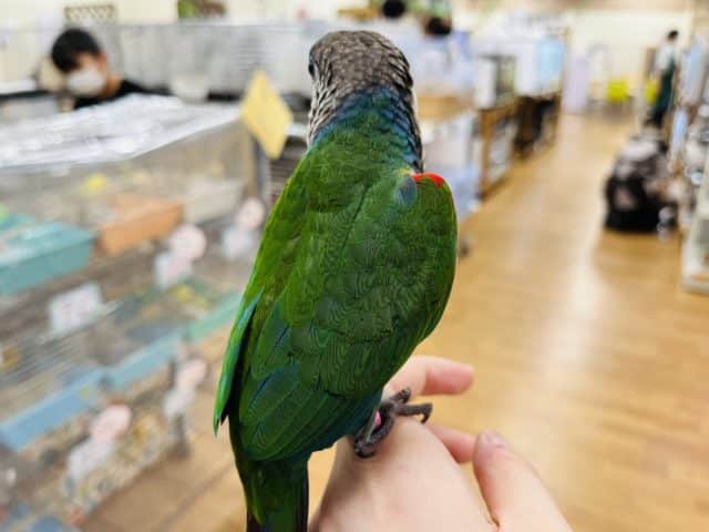 アオシンジュウロコインコ　