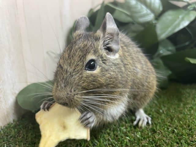 最新画像になりますよ!おやつの持ち方は二刀流!? デグー ノーマル デグー