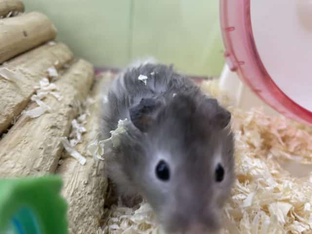 長毛カラーハムスター