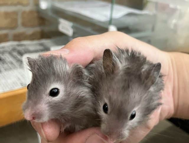 長毛カラーハムスター