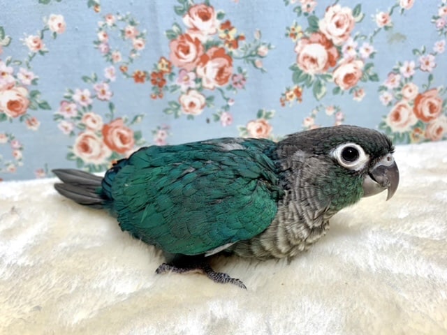 ホオミドリウロコインコ