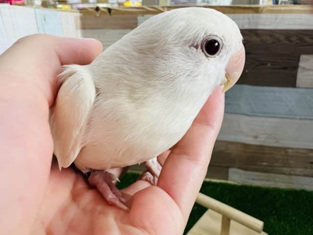 コザクラインコ（小桜インコ）