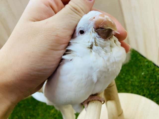オキナインコ