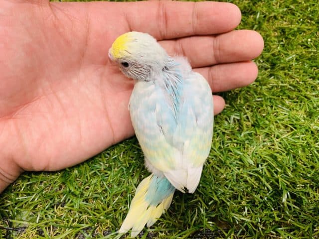 セキセイインコ