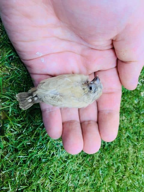 錦花鳥（キンカチョウ）