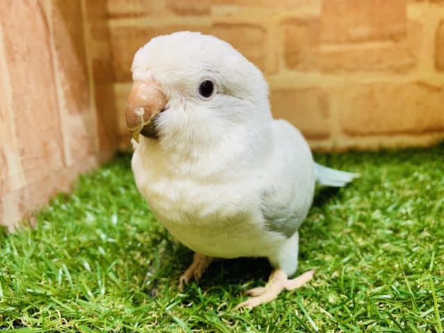 オキナインコ