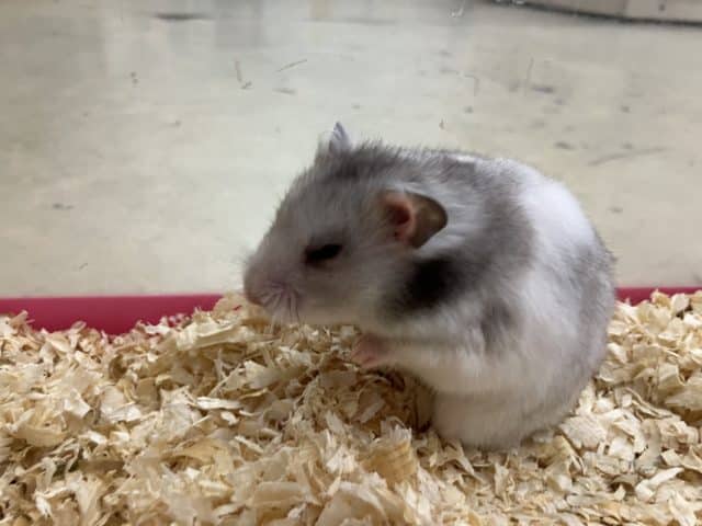 ゴールデンハムスター