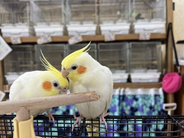 オカメインコ