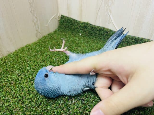 サザナミインコ
