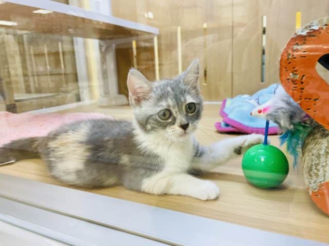 アメリカンカール