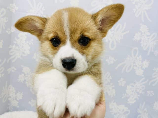 ウェルシュコーギー・ペンブローグ