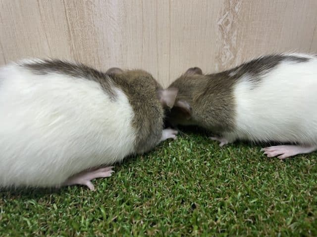 ファンシーラット